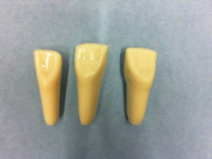 DENTI COLUMBIA RICAMBIO N.  6