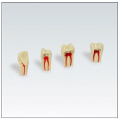MODELLO FRASACO RIC.DENTE ENDO N.46