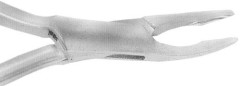H.F. PINZA OSSIVORA R F    FRIEDMAN